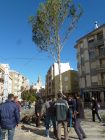 03-plantada-pi-Sant-Antoni-big