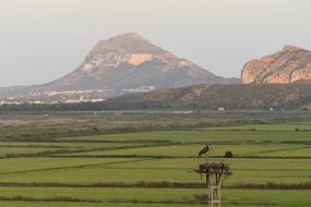 PN Marjal